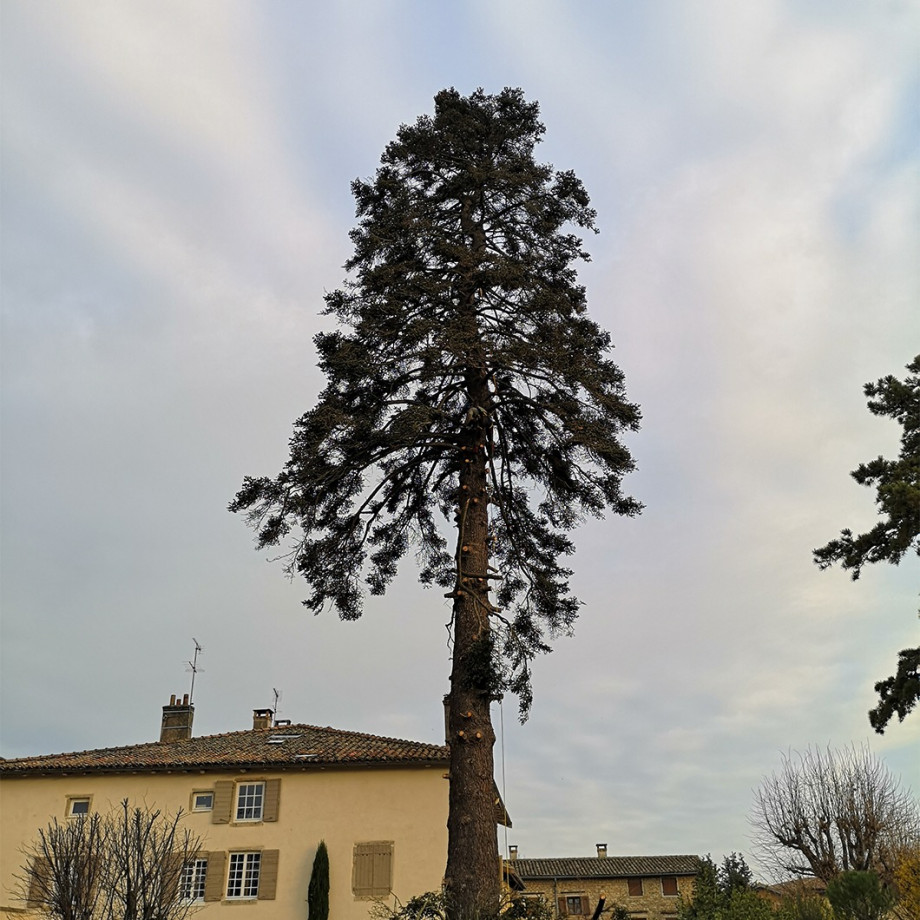 L’abattage des arbres