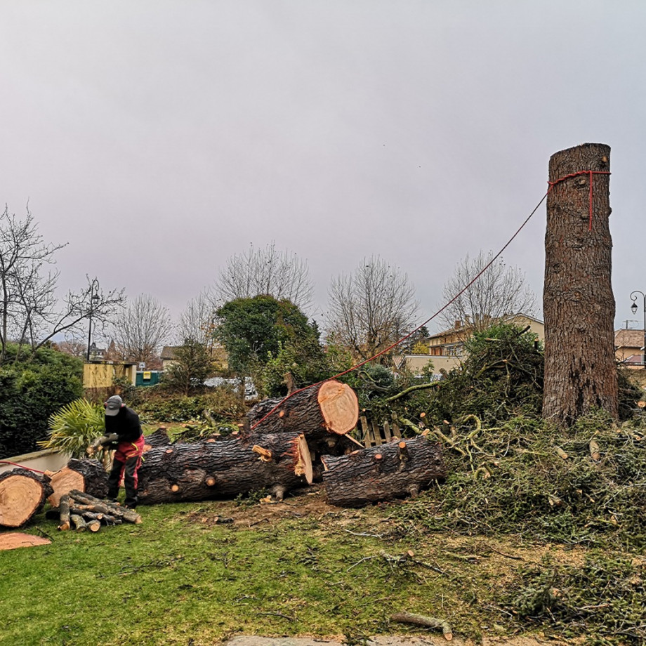 L’abattage des arbres