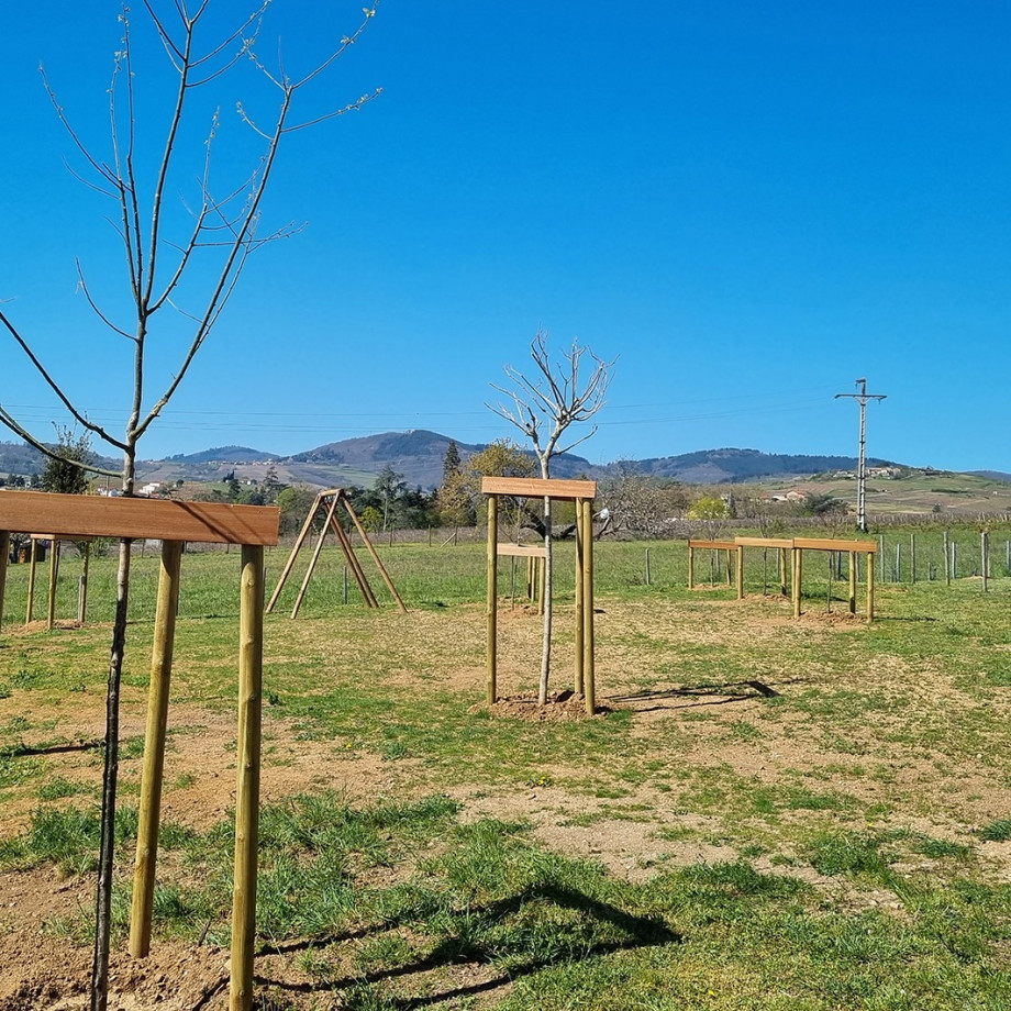 Plantation d’arbres d&#039;ornement, arbres fruitiers et arbustes