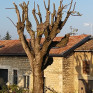 Élagage ou abattage de vos arbres