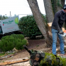 Élagage ou abattage de vos arbres