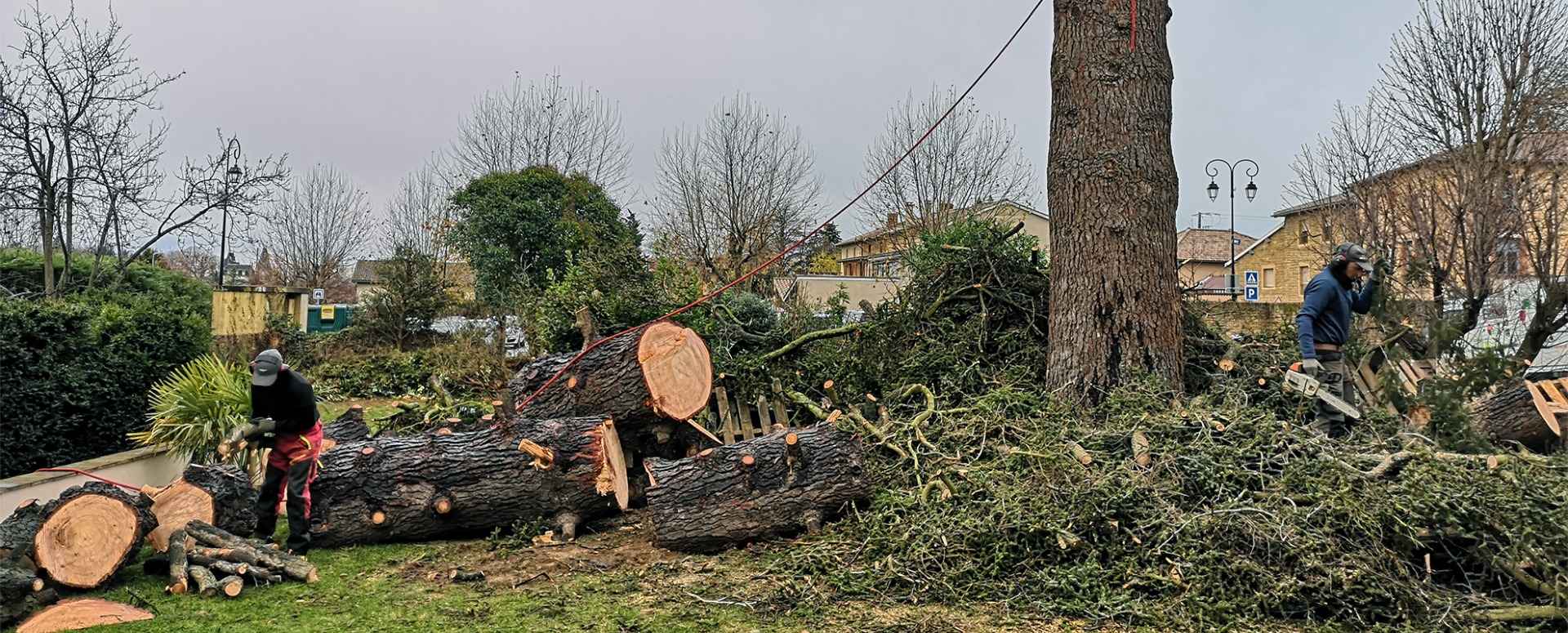 Élagage ou abattage de vos arbres