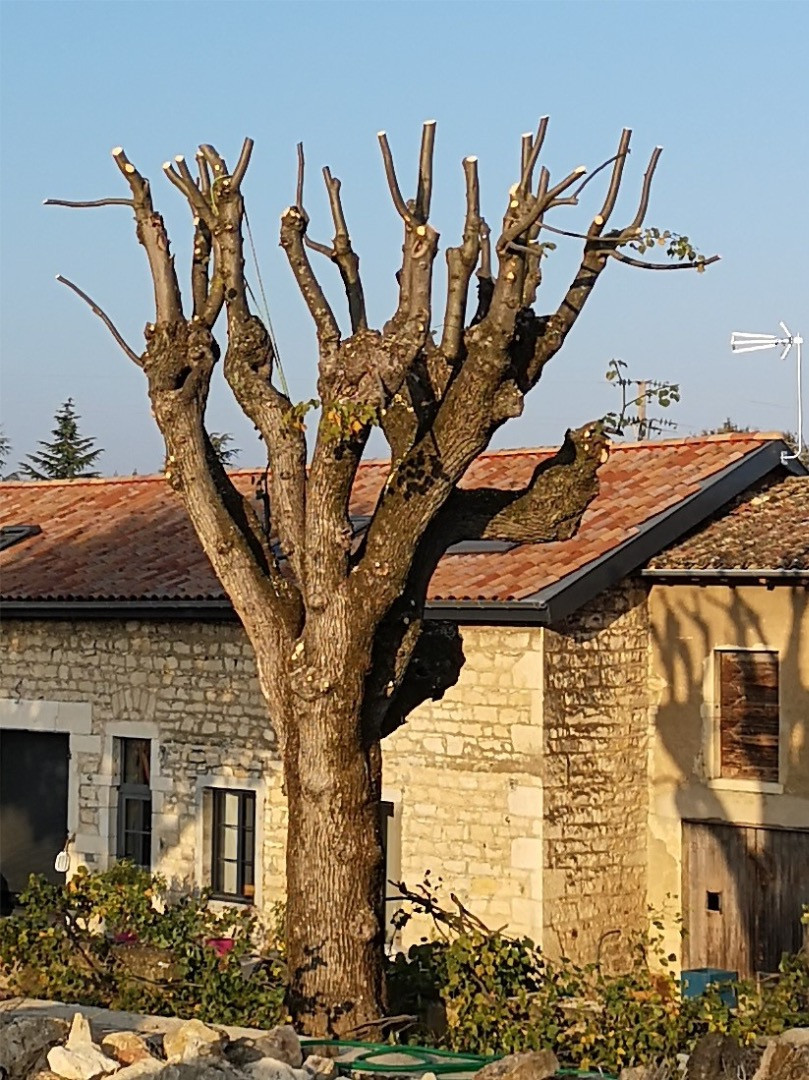 Élagage tilleul à Pommiers dans le Beaujolais