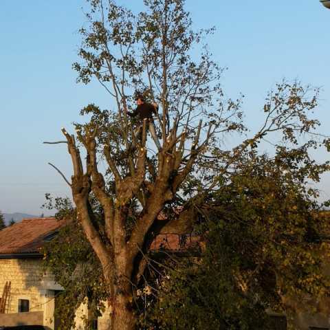 Élagage tilleul à Pommiers dans le Beaujolais