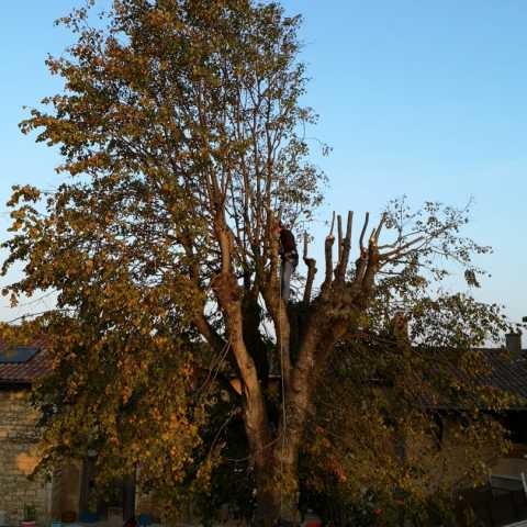 Élagage tilleul à Pommiers dans le Beaujolais