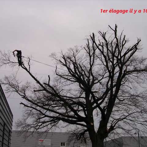 Élagage d’un chêne bicentenaire à Gleizé
