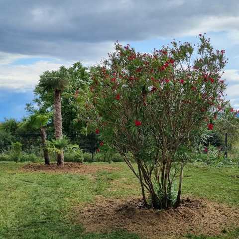 PLANTATIONS D&#039;ARBRES