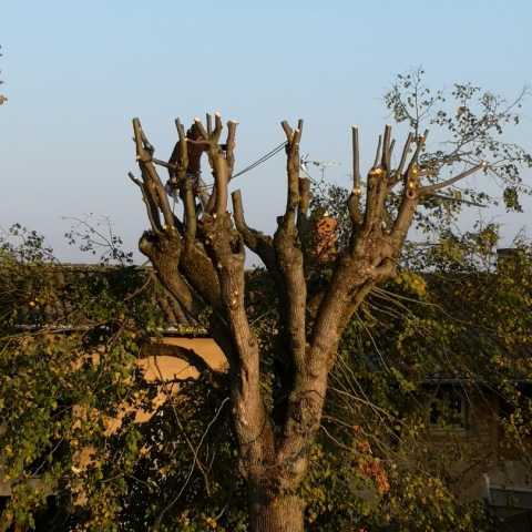 Élagage tilleul à Pommiers dans le Beaujolais