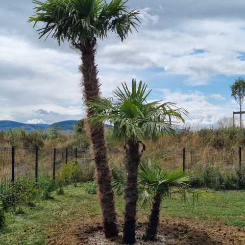 PLANTATIONS D&#039;ARBRES