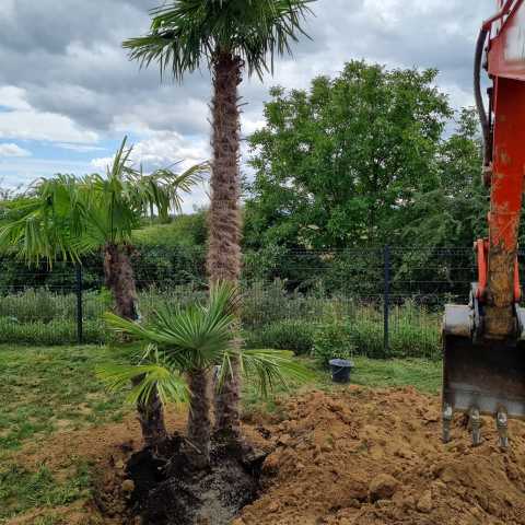 PLANTATIONS D&#039;ARBRES